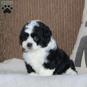 Aloe, Shih Tzu Puppy